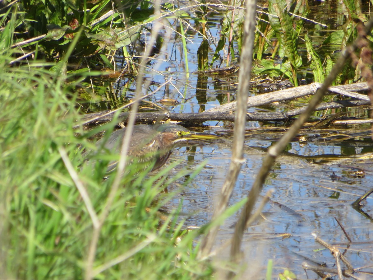 Green Heron - V Golden