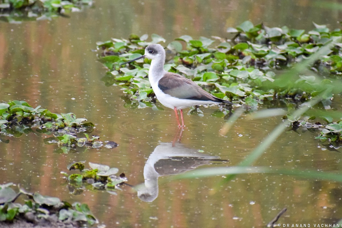 Black-winged Stilt - Anand Vachhani