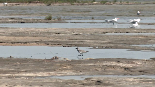 Black-bellied Plover - ML532194581