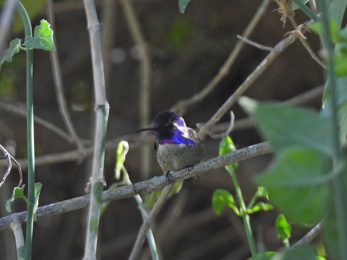 Costa's Hummingbird - Zac Denning