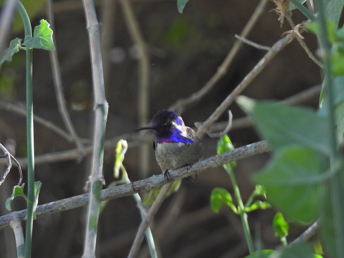 Colibri de Costa - ML532195341