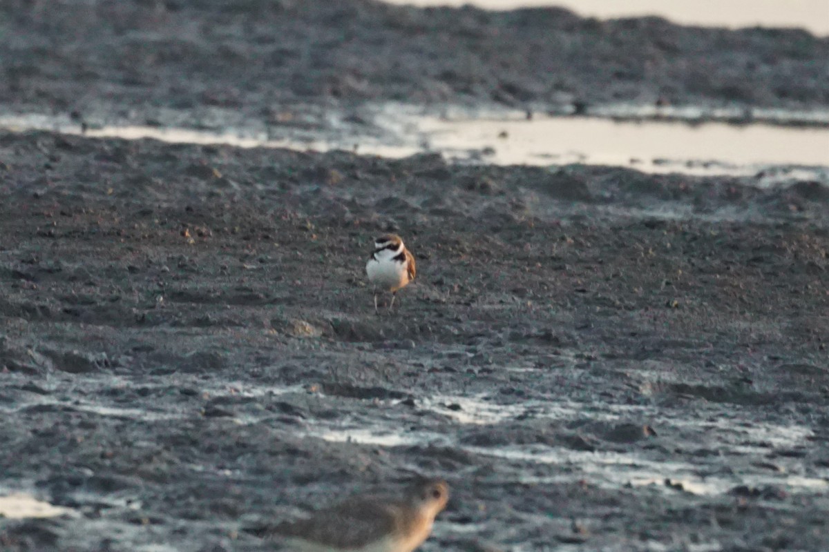 Kentish Plover - ML532195631