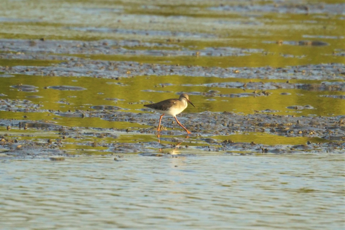 Common Redshank - ML532195661