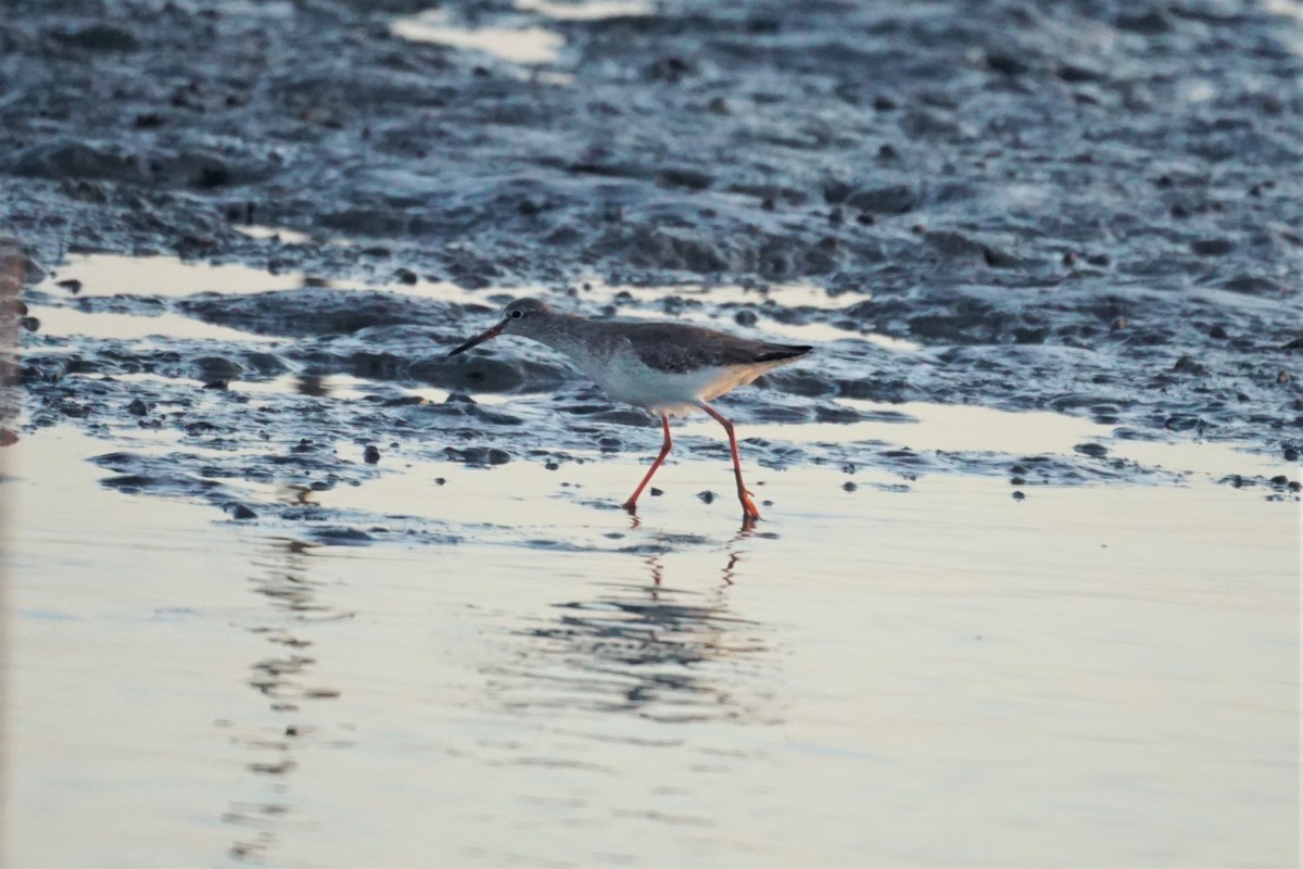 Common Redshank - ML532195671