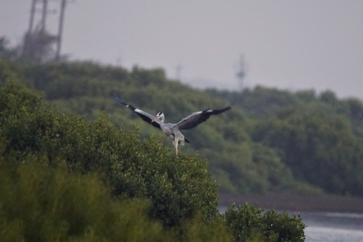 Gray Heron - 東展 吳