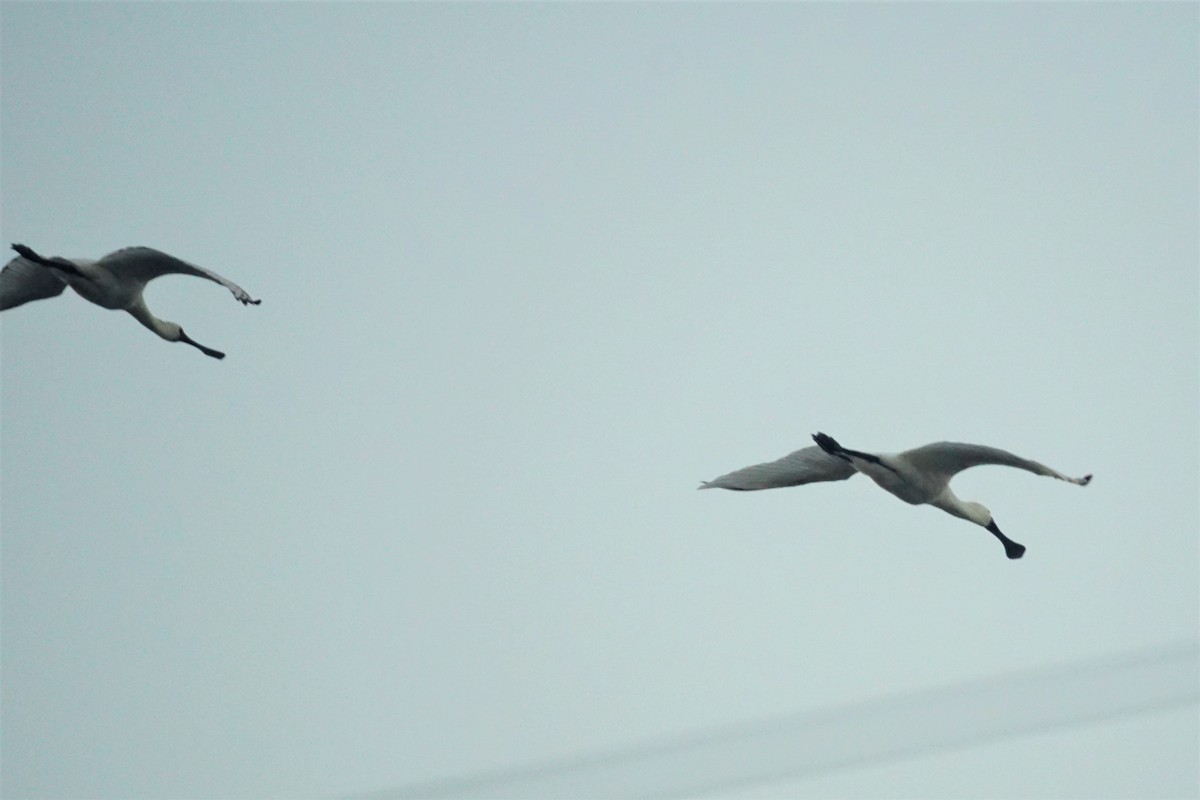 Black-faced Spoonbill - ML532195721