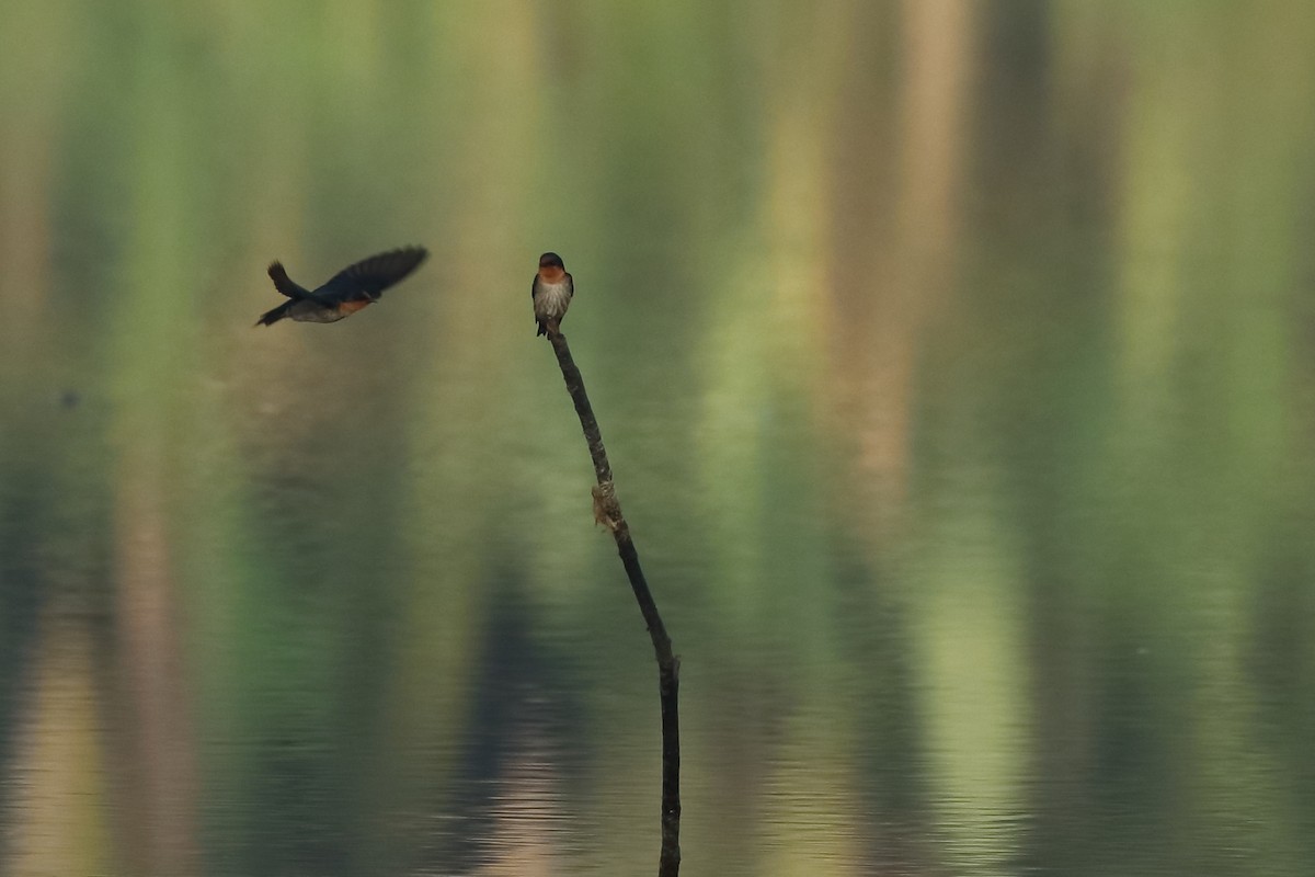 Pacific Swallow - ML532196101