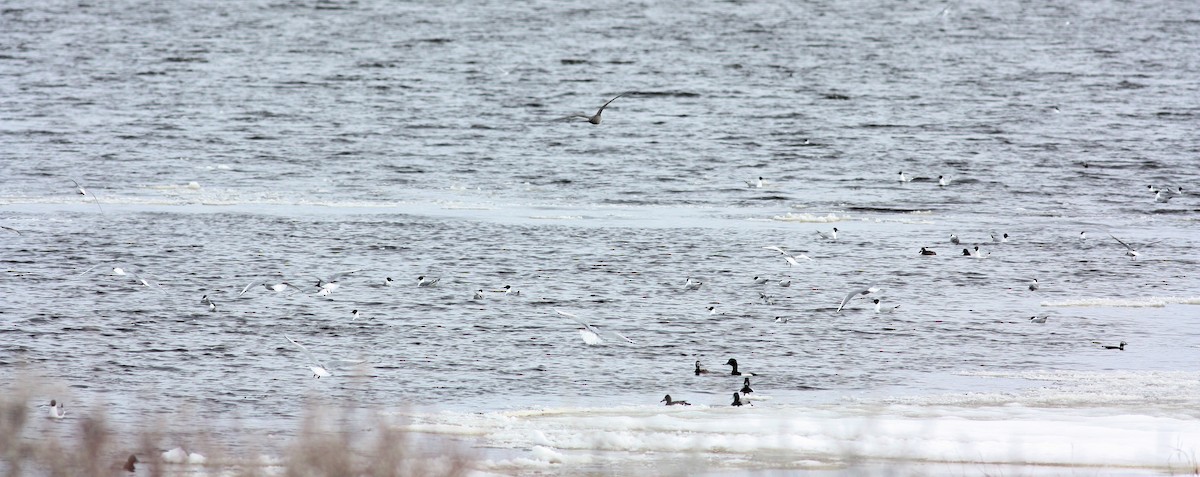 Greater Scaup - ML53219641