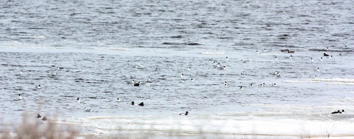 Greater Scaup - ML53219651