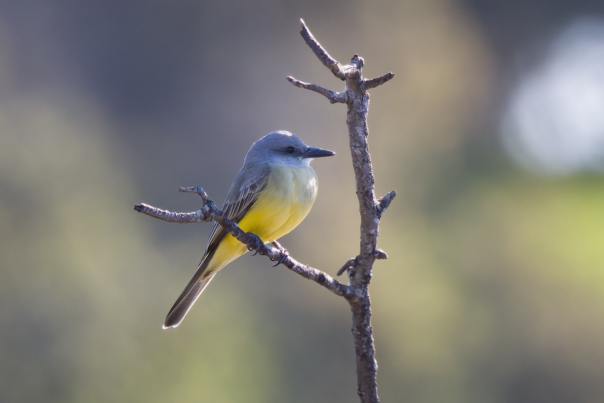 Tropical Kingbird - John Callender