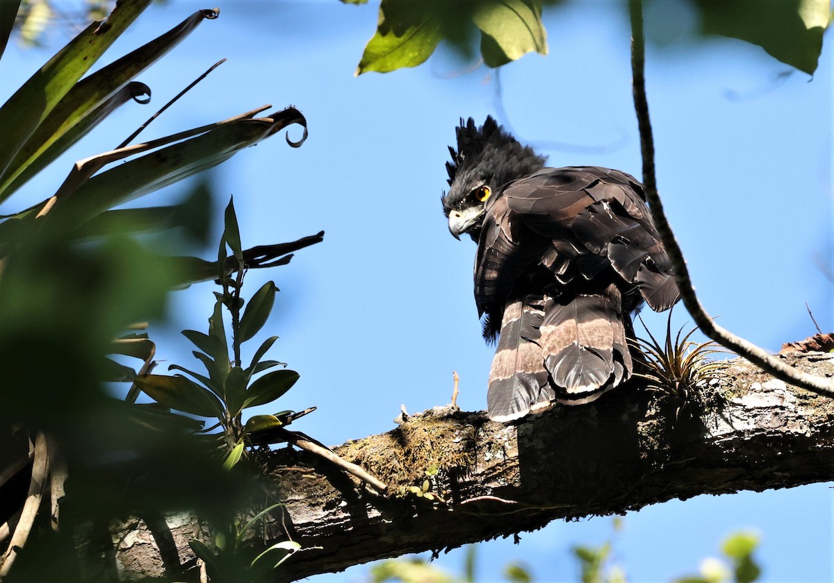 Black Hawk-Eagle - ML532198001