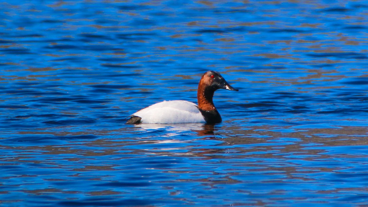 Canvasback - Jack McDonald