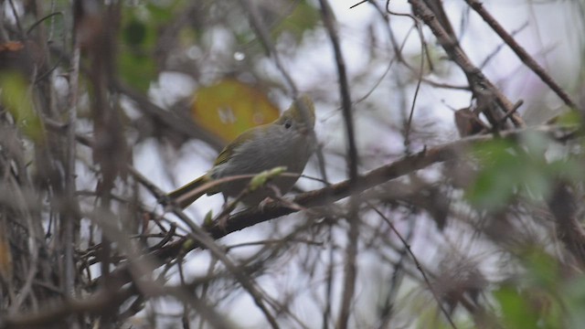 Yuhina Ventriblanca - ML532198551