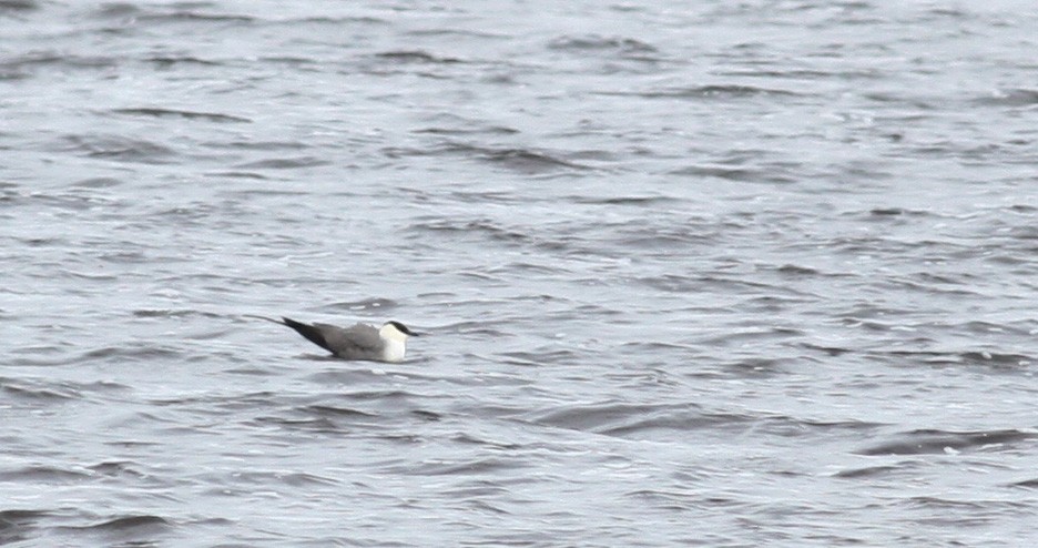 Long-tailed Jaeger - ML53219871