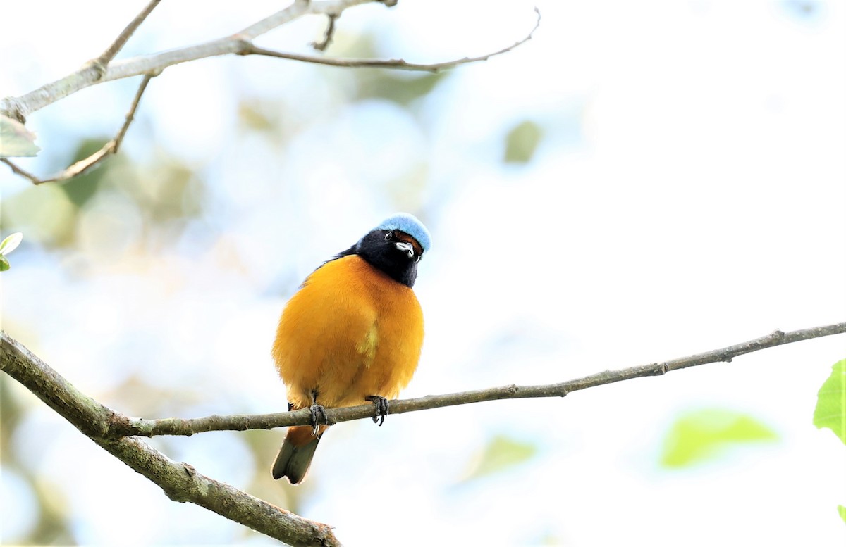 Elegant Euphonia - ML532198741