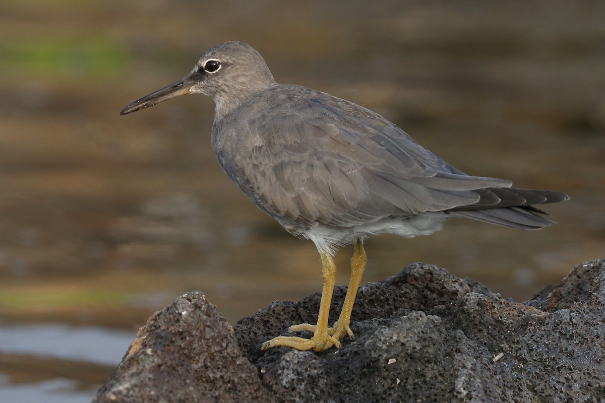 Wandering Tattler - ML53219881