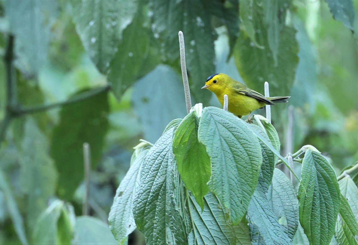 Wilson's Warbler - ML532198941