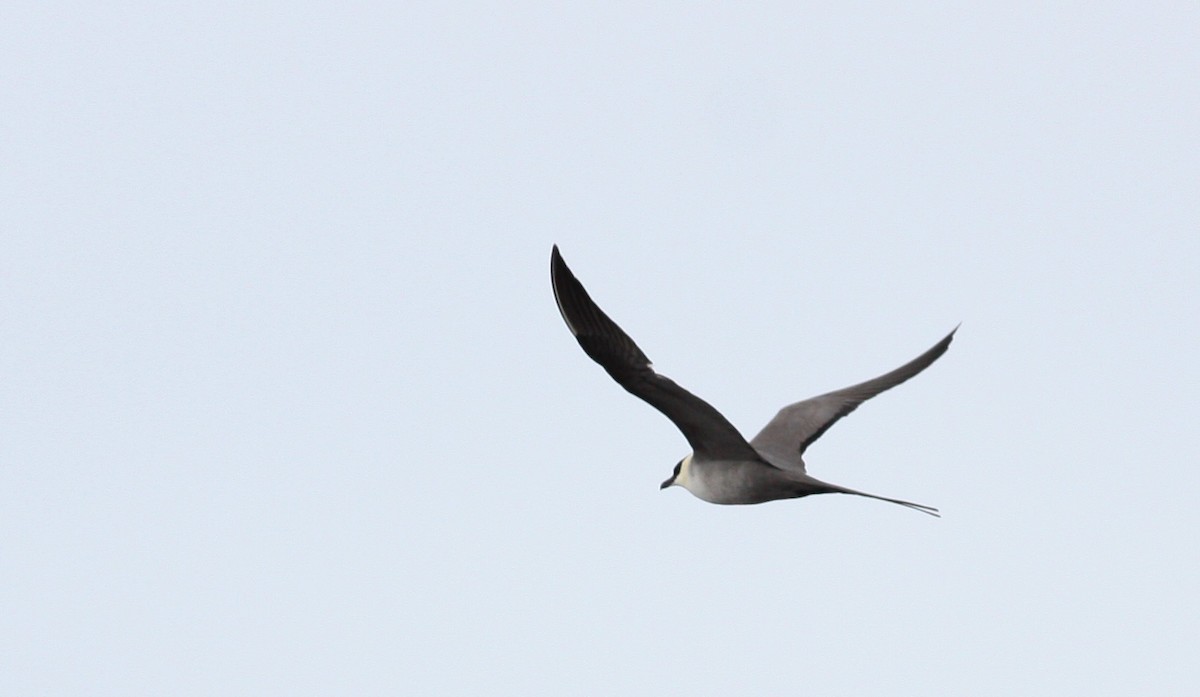 Long-tailed Jaeger - ML53219951