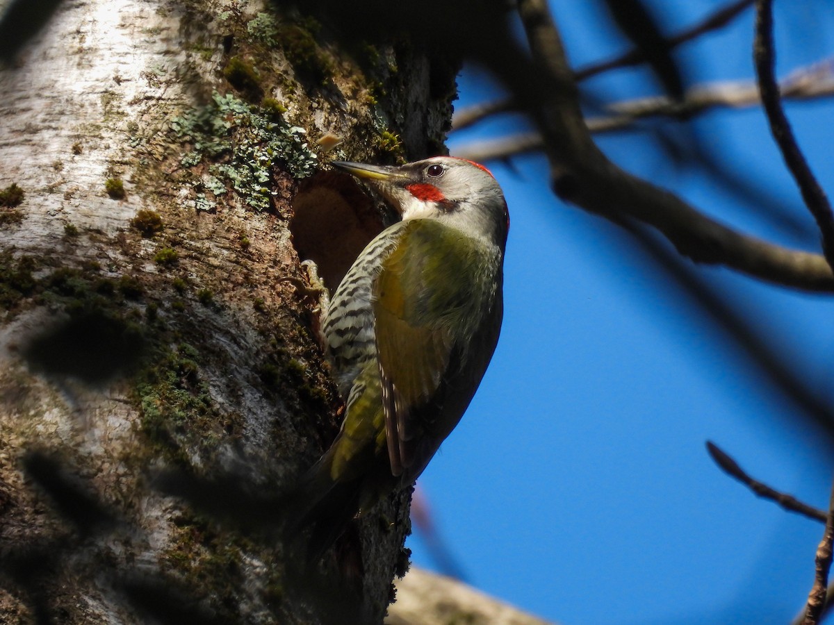 Japanese Woodpecker - ML532199671