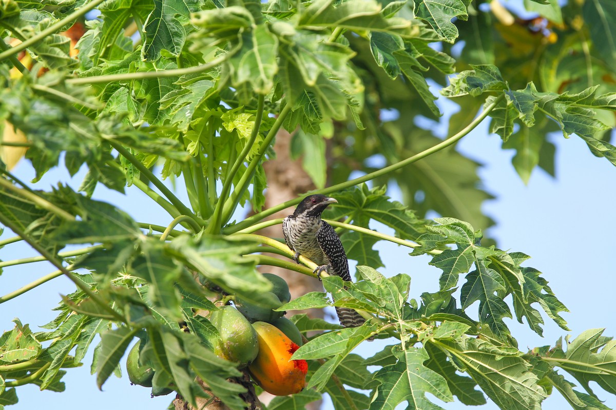 Pacific Koel - Jesse Watson