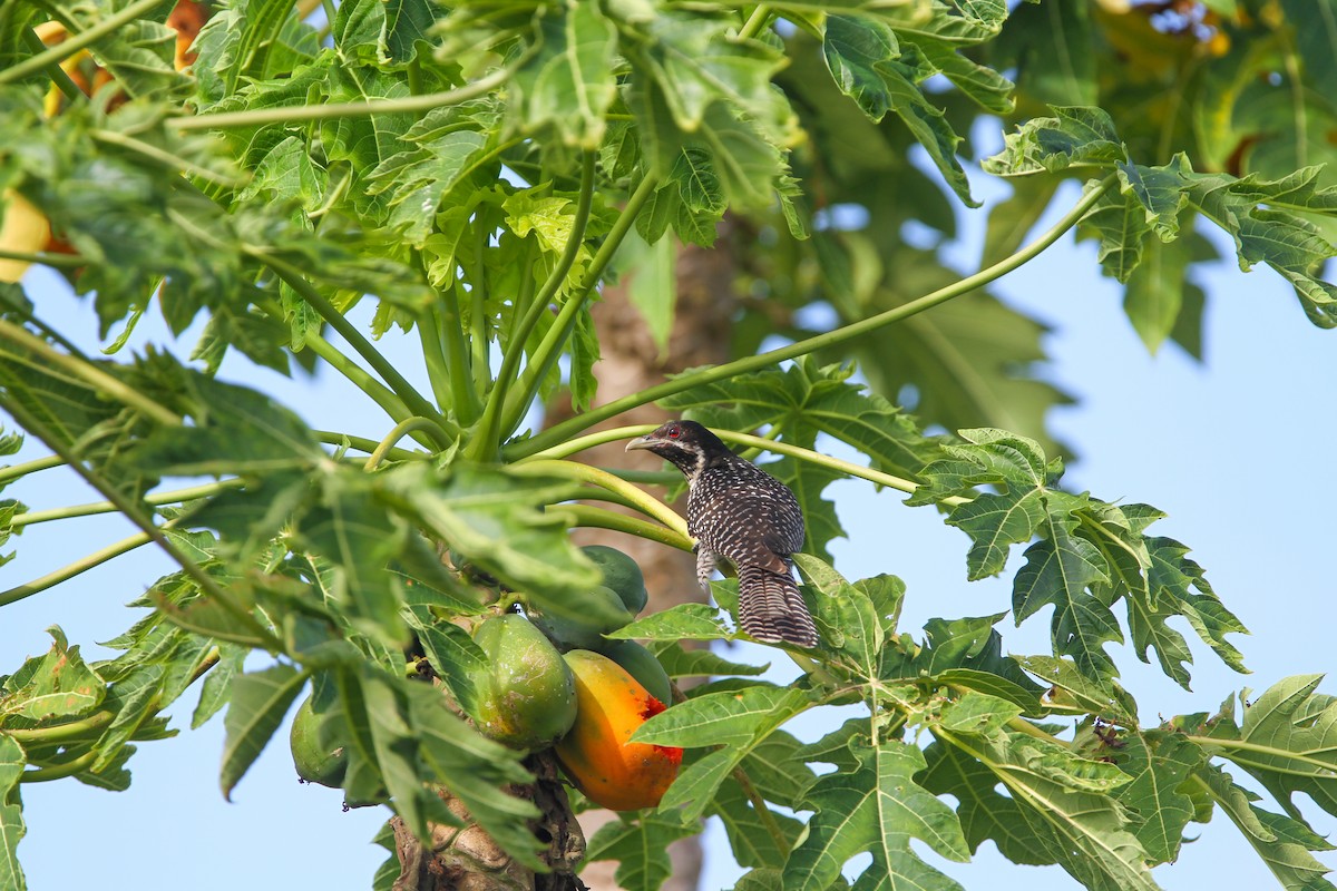 Pacific Koel - ML532199751