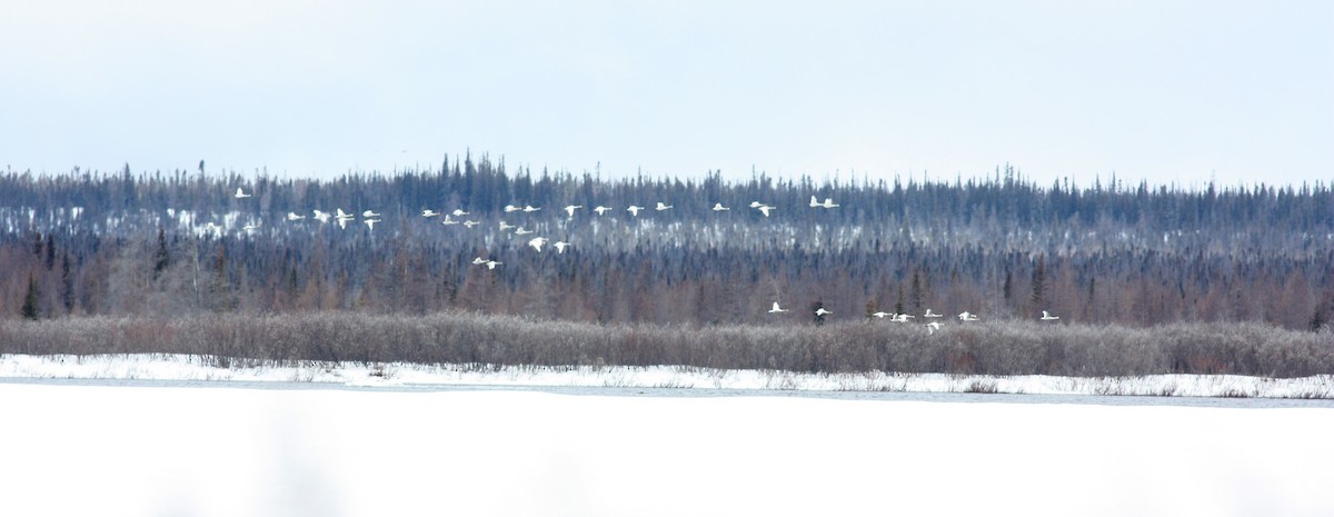 Trumpeter/Tundra Swan - ML53220031