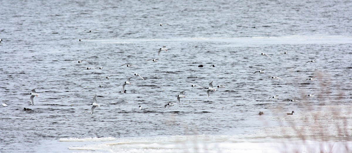 Bonaparte's Gull - Jay McGowan