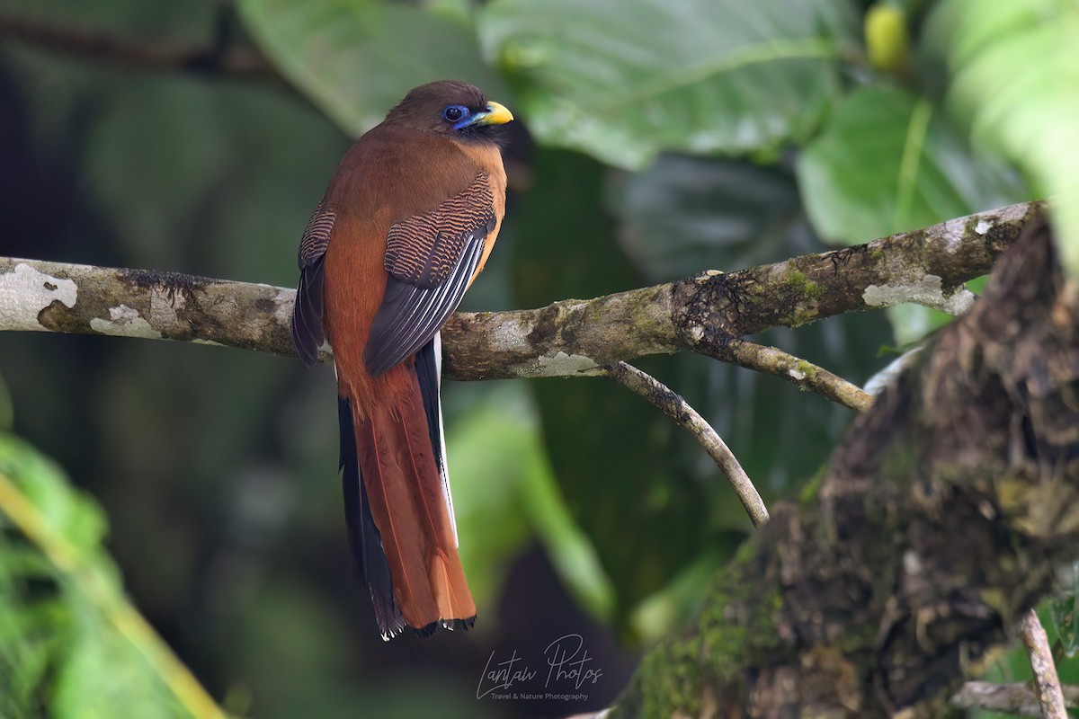 rosenbrysttrogon - ML532200861