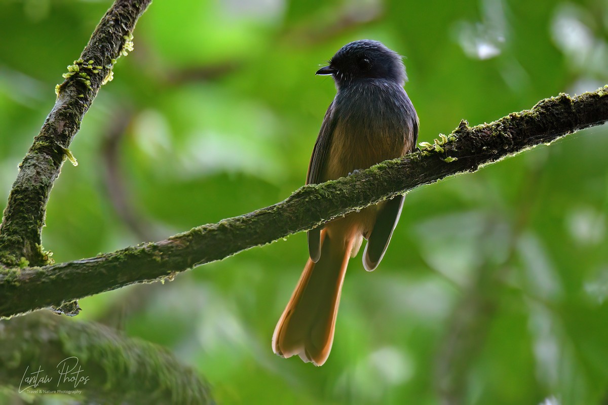 Blue-headed Fantail - Allan Barredo