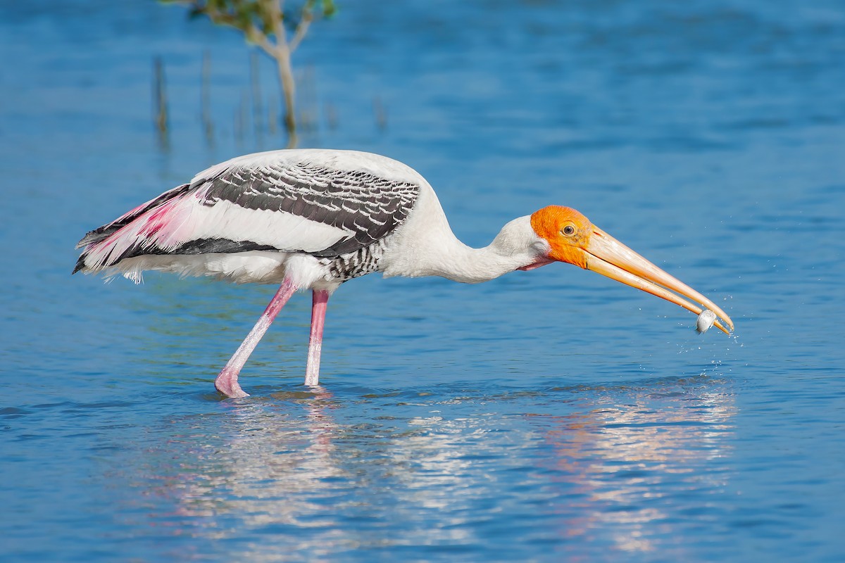 Painted Stork - Natthaphat Chotjuckdikul