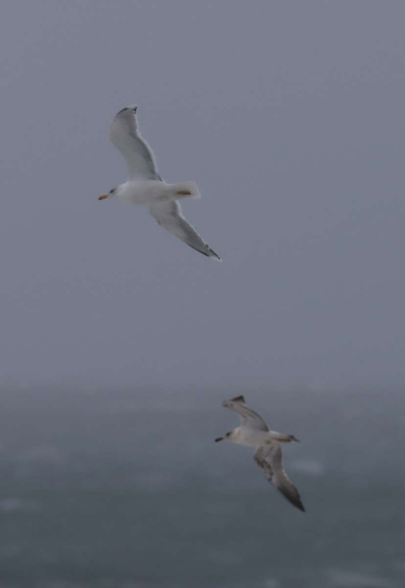 Herring Gull - Alper YILMAZ