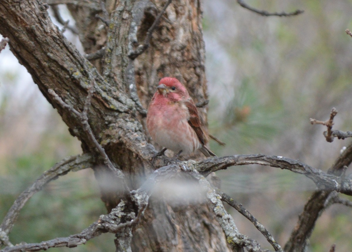 Purple Finch - ML53220191