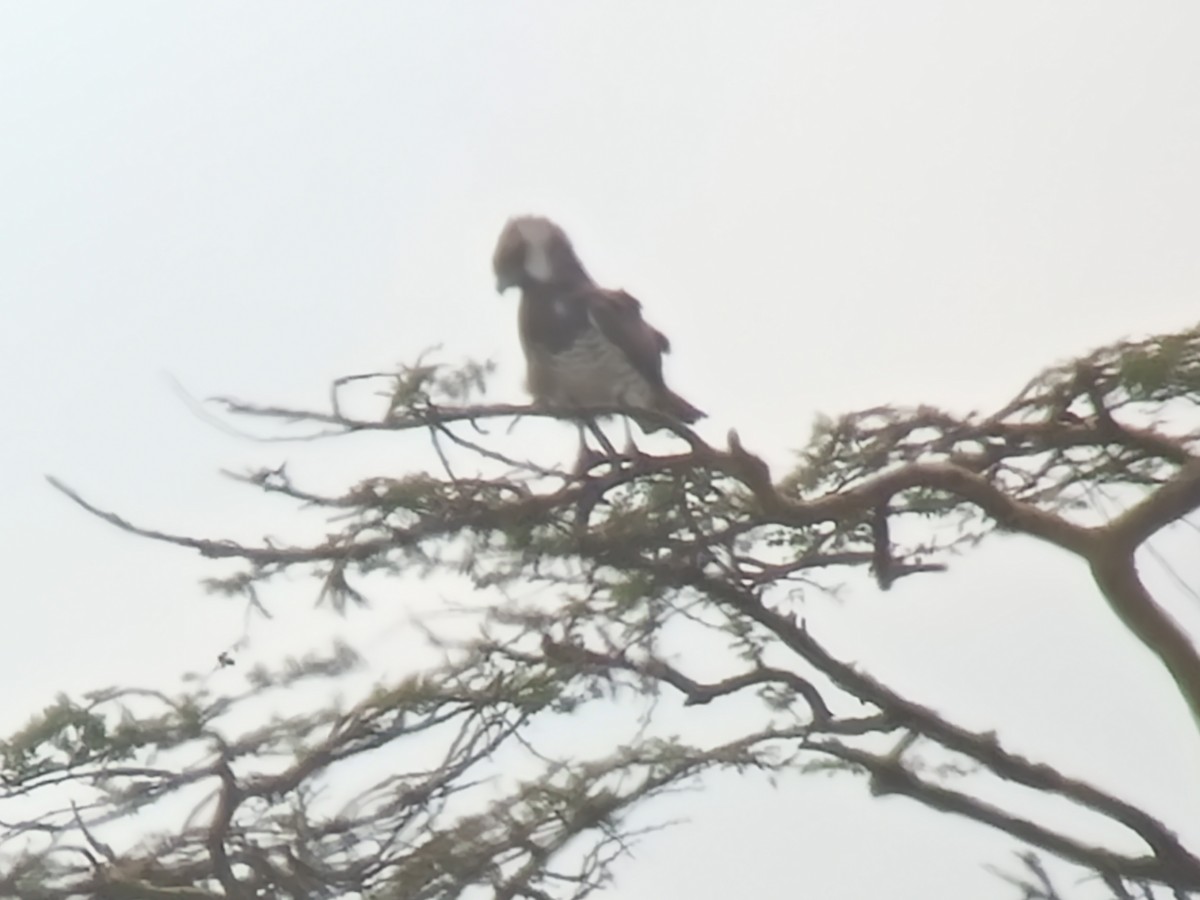 Beaudouin's Snake-Eagle - ML532202311