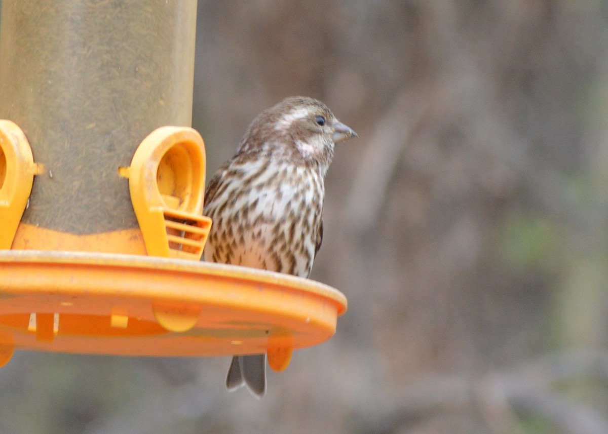 Purple Finch - ML53220251