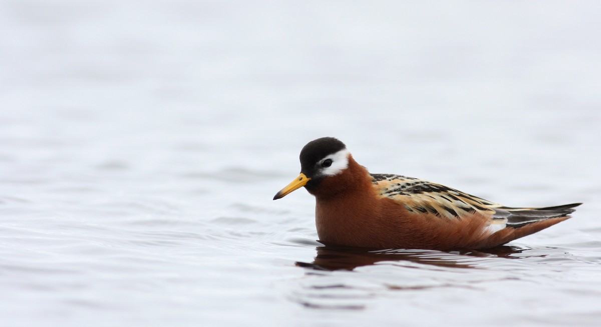 polarsvømmesnipe - ML53220491