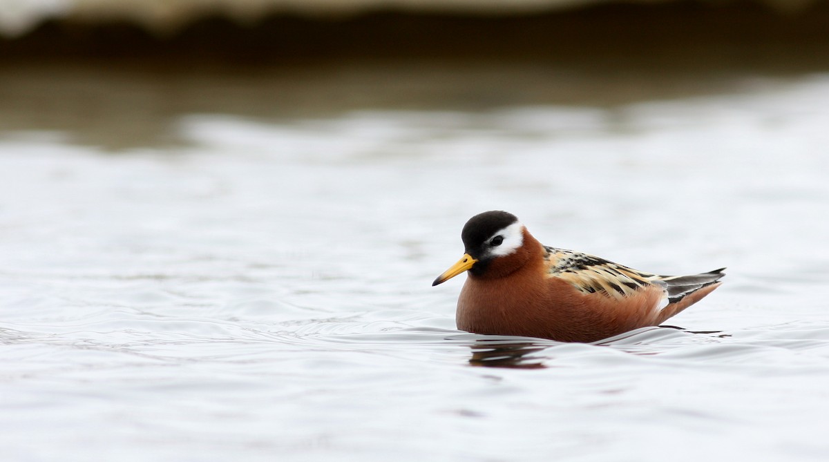 Red Phalarope - ML53220521