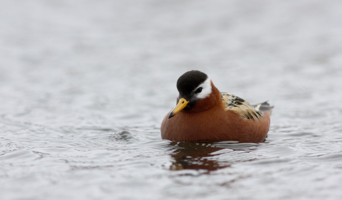 polarsvømmesnipe - ML53220561