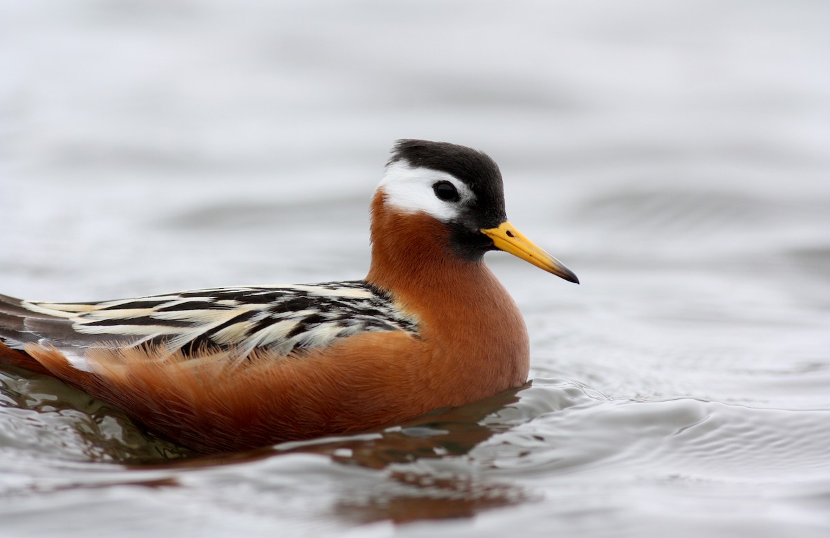 polarsvømmesnipe - ML53220611