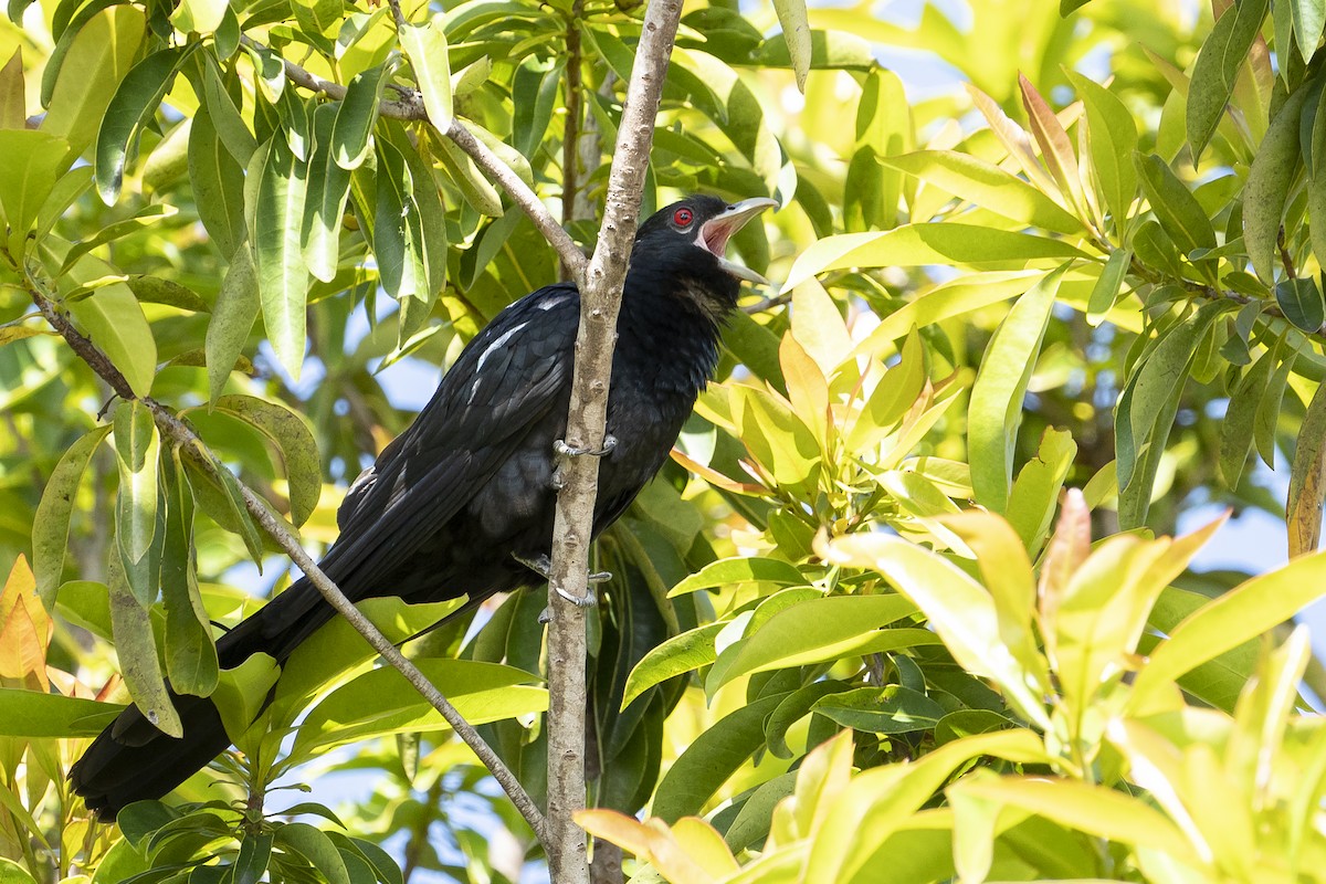 Pacific Koel - ML532206511