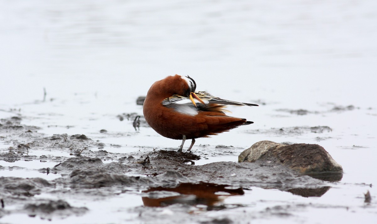 polarsvømmesnipe - ML53220691