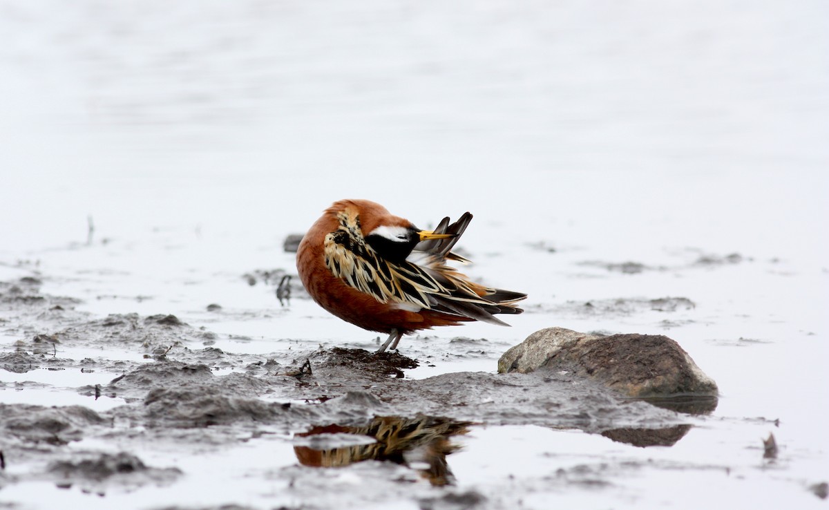 polarsvømmesnipe - ML53220751