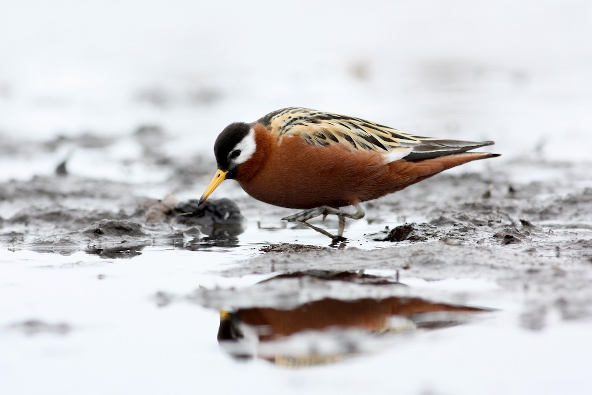 polarsvømmesnipe - ML53220821