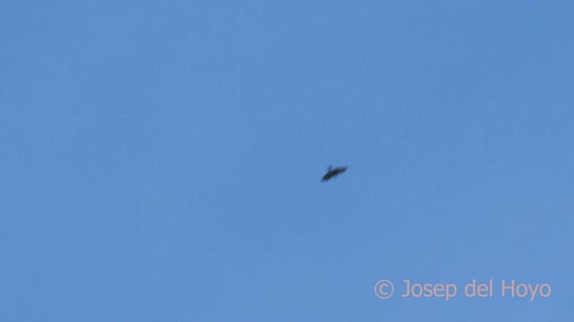 White-rumped Hawk - ML532209241