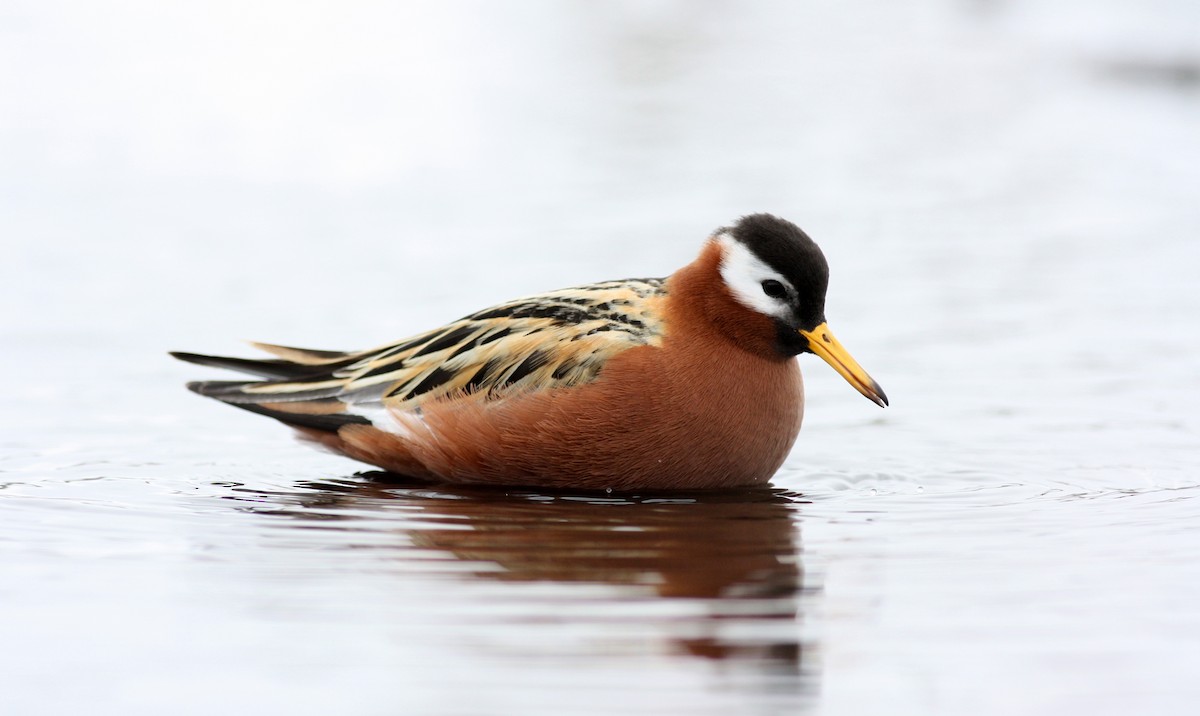 Red Phalarope - ML53220941