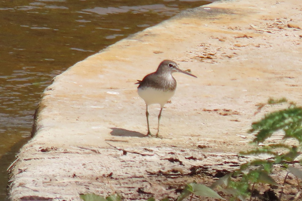 Green Sandpiper - ML532209681