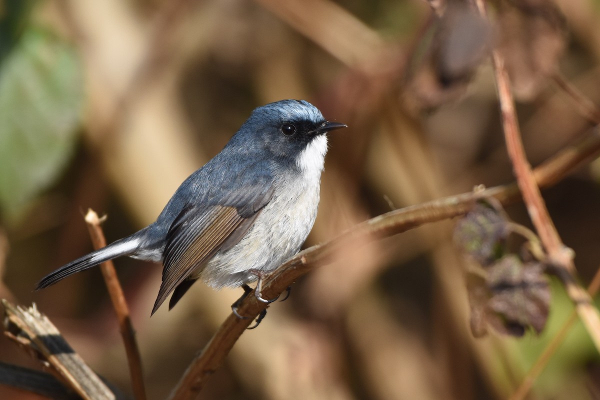 Slaty-blue Flycatcher - Harish Dobhal