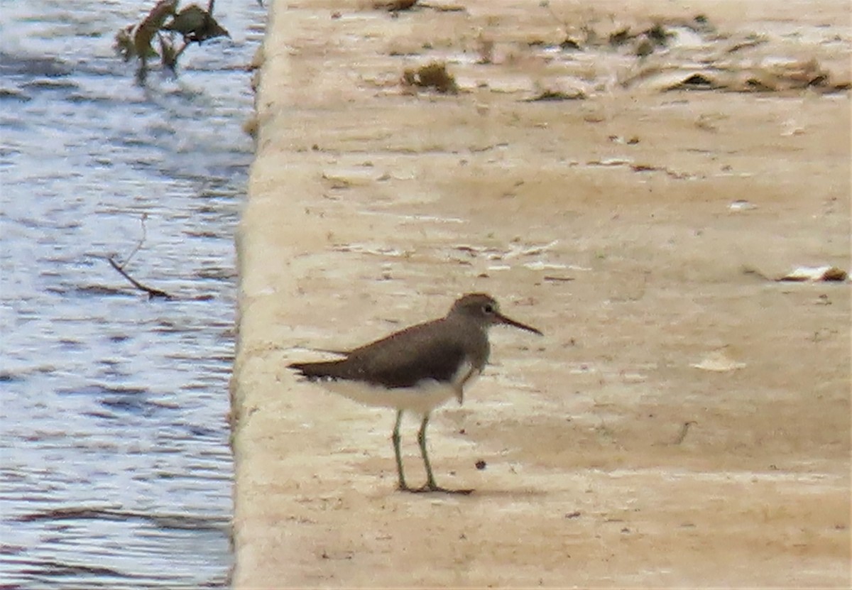 Green Sandpiper - ML532210171