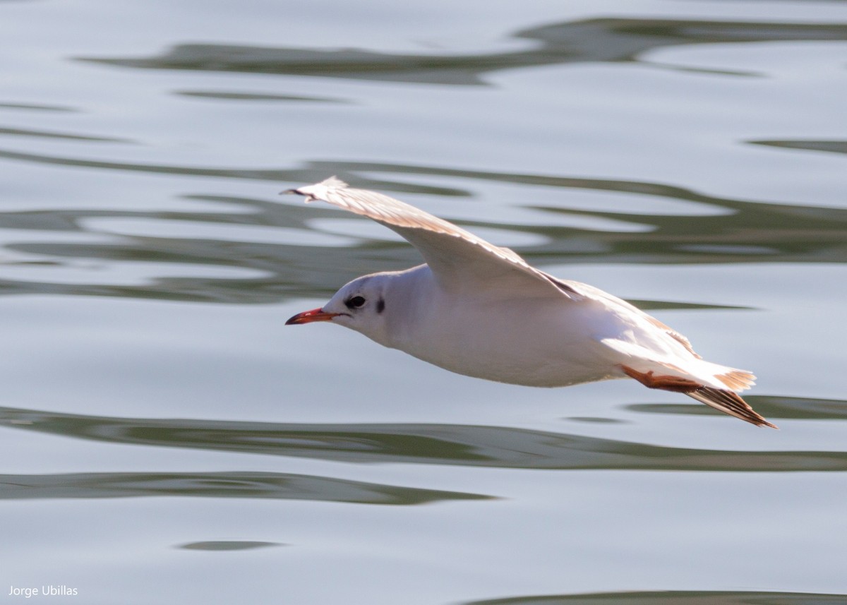 Black-headed Gull - ML532210231