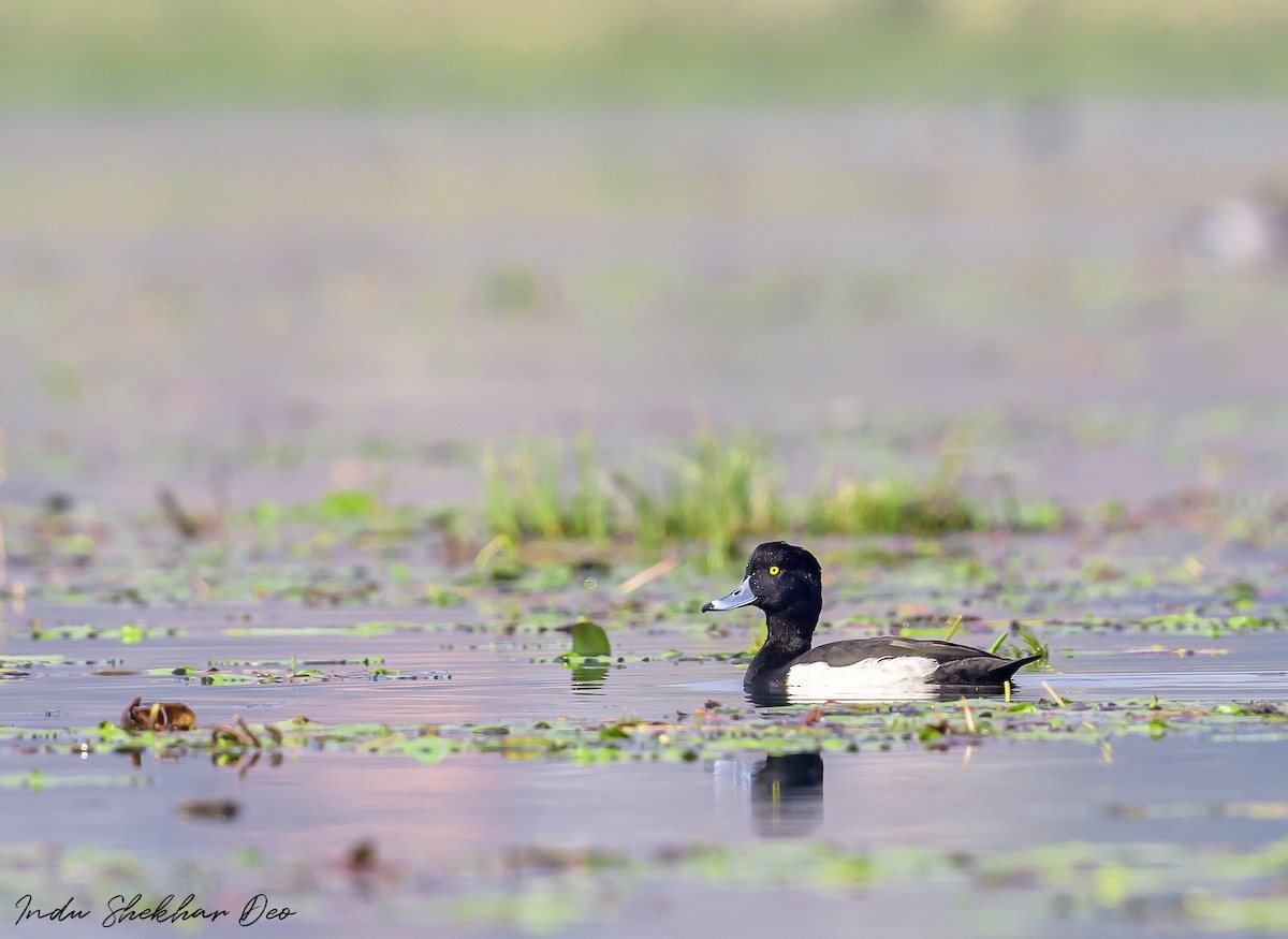 Tufted Duck - Indu Shekhar Deo