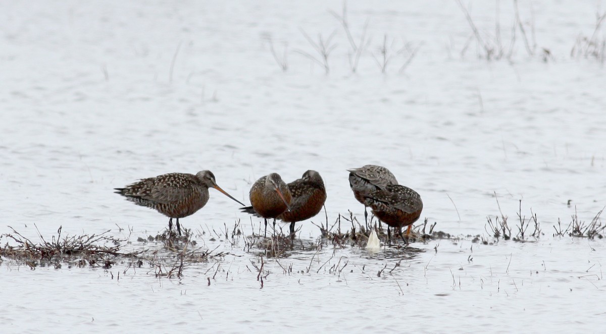 Hudsonian Godwit - ML53221261